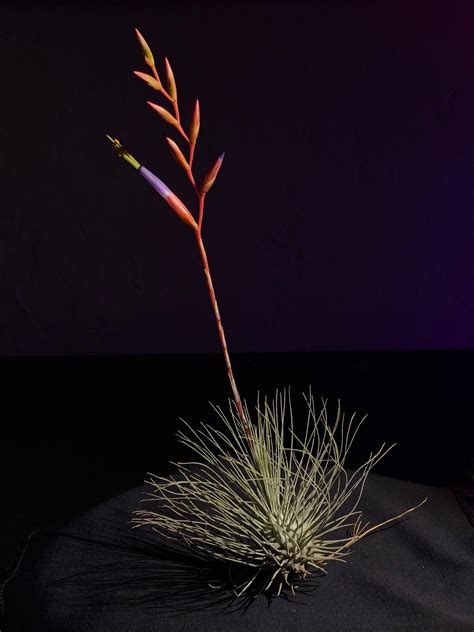 identification - Tillandsia species/cultivar? - Gardening & Landscaping ...