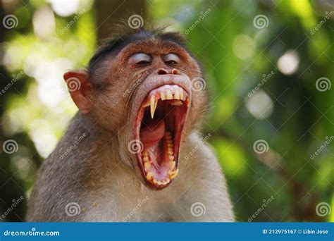 Macaque Monkey Widely Open Its Mouth and Showing Sharp Teeth Stock ...