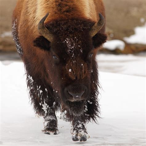 Yellowstone in winter: Visiting Old Faithful in winter