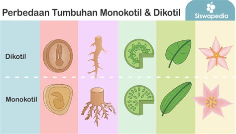 Perbedaan Struktur Anatomi Daun Monokotil Dan Dikotil Berbagai ...