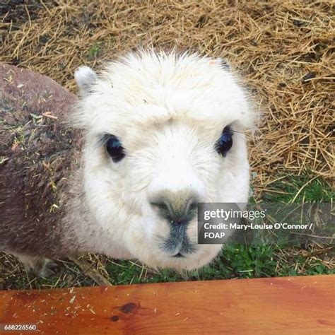 280 Baby Alpaca Stock Photos, High-Res Pictures, and Images - Getty Images