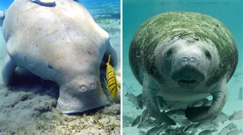 Manatee vs. Dugong - What’s the Difference? | DIPNDIVE