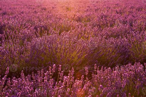 closeup purple lavender field 10371729 Stock Photo at Vecteezy