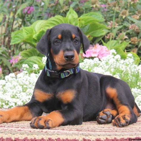 Doberman Pinscher Puppies For Sale | Georgia Dome Drive, Atlanta, GA ...