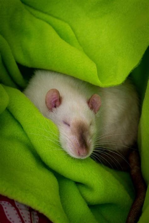 Fancy Pet Siamese Rat stock photo. Image of friendly - 174495904