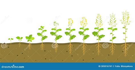 Rapeseed Cycle Of Life. Oilseed Plant Round Growth Stages. Growing ...