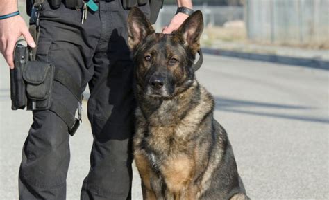 600+ Police Dog Names for Crime Fighting Canines!