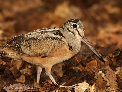 American Woodcock Habitat Use and Survival