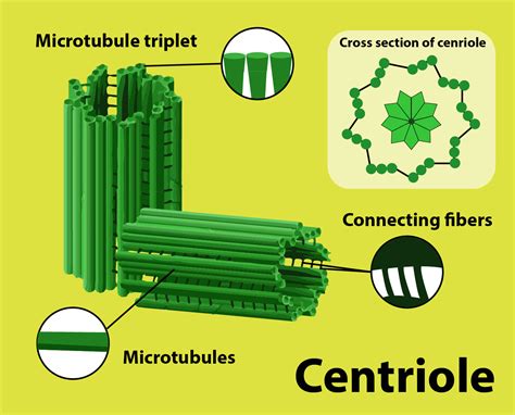 Microtubules take part in(a) Formation of spindle fibres(b) Movement of ...