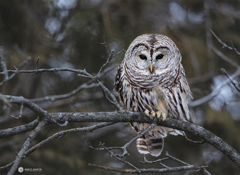 Barred Owl | Scott Martin Photography