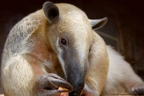 Southern Tamandua Facts, Habitat, Diet, Life Cycle, Baby, Pictures