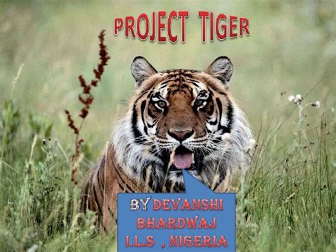 Projecttiger