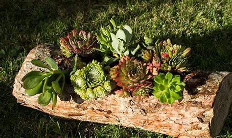 Log Planter: 18 DIY Ideas & How to Make Tutorials