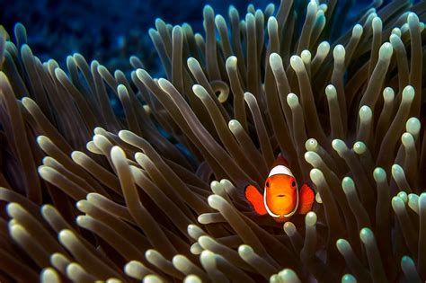 Wallpaper : animals, underwater, coral reef, clownfish, sea anemones ...