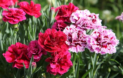 How to Grow Carnation Flowers in Your Home Garden - 2022 - MasterClass