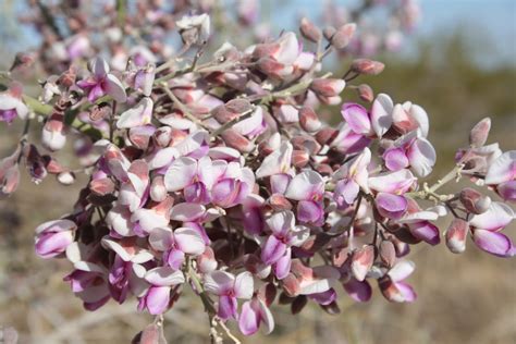 Desert ironwood plants information | cathyshepherdot