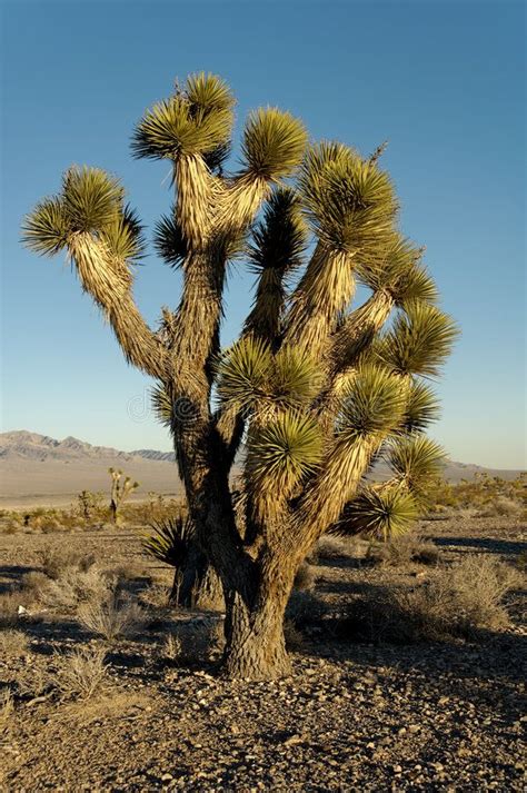 Yucca trees. Yucca brevifolia tree, part of the agave family, on a ...