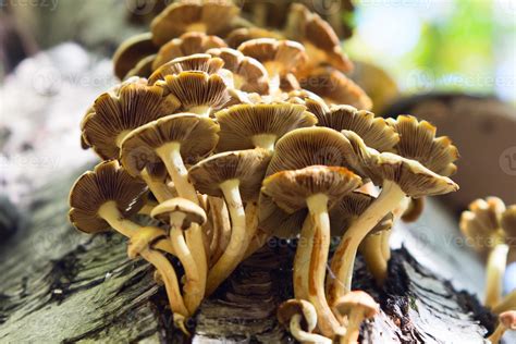 fungus Armillaria mellea in the forest 1319280 Stock Photo at Vecteezy