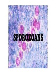 Understanding Sporozoans: Cryptosporidium parvum, Life Cycle, | Course Hero