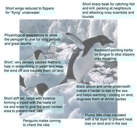 Adaptation Of Penguins