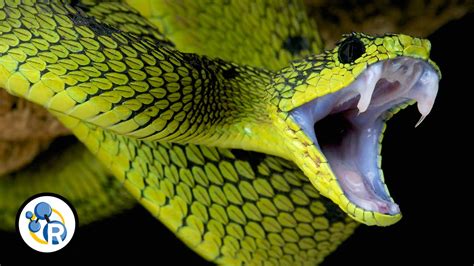 Why Is Snake Venom So Deadly? - YouTube