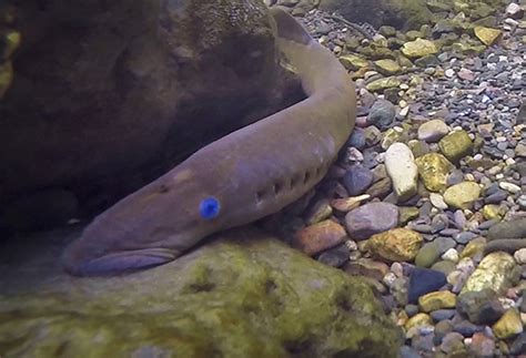 An adult Pacific lamprey | FWS.gov