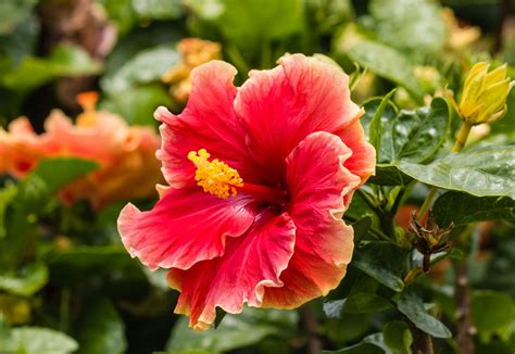 Chinese hibiscus | Description, Flower, Uses, Cultivation, & Facts ...