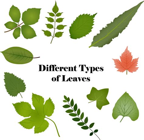 different types of leaves drawing by vector design 6046704 Vector Art ...