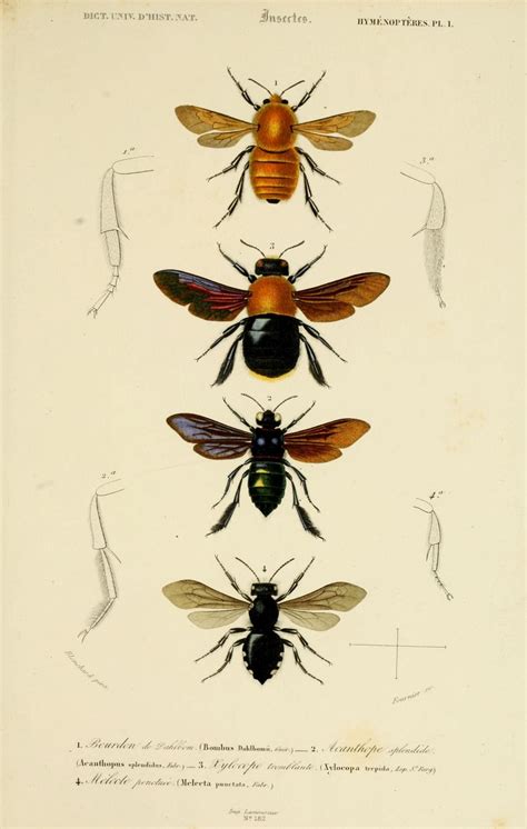 Antique insect prints, Vintage insect prints, Insect print