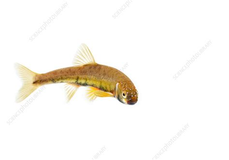 Male Minnow in breeding colours - Stock Image - C041/7800 - Science ...