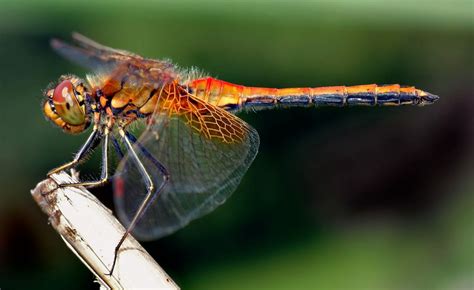 Insects with Wings - Critter Squad Wildlife Defenders | Petting Zoo Party