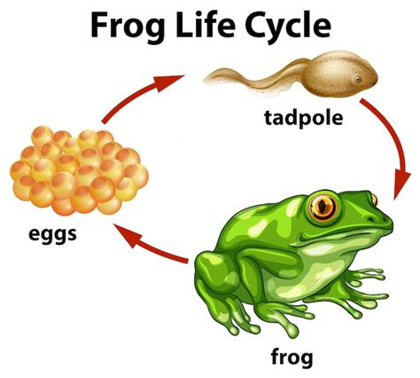 Frog life style retro biology science educative poster with adult ...