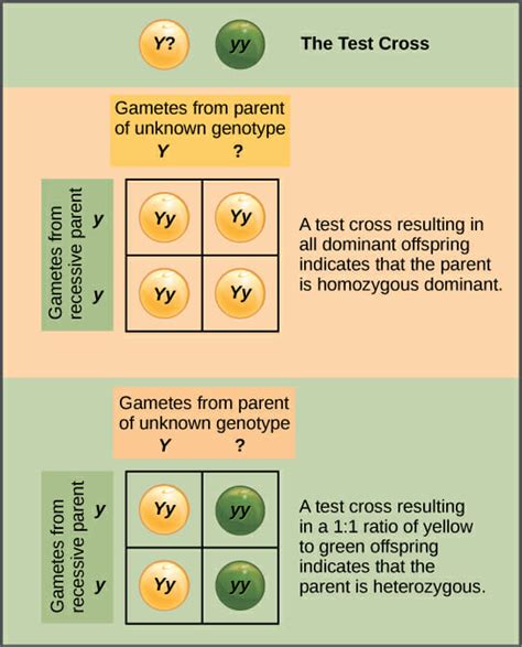 Does The Genetic Makeup Of An Organism Consutes Its Genotype - Mugeek ...