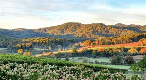 Top 5 Bucket List Worthy Wineries Near Charlottesville, VA