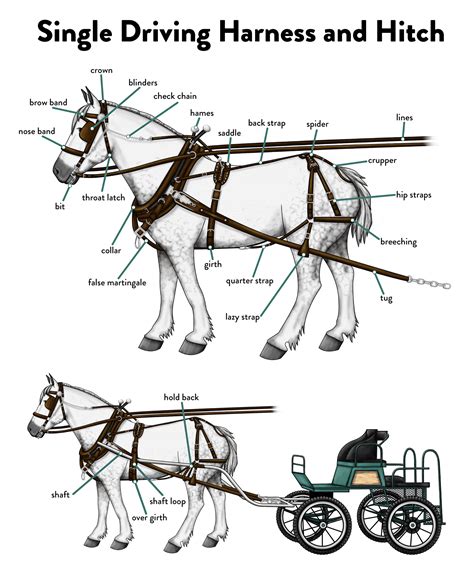 horse harness diagram parts - Wiring Diagram and Schematics