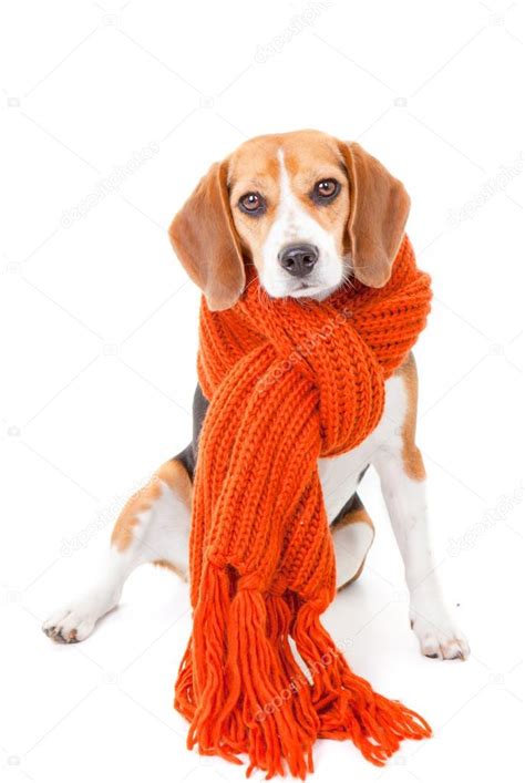 Winter dog — Stock Photo © mandygodbehear #19534027