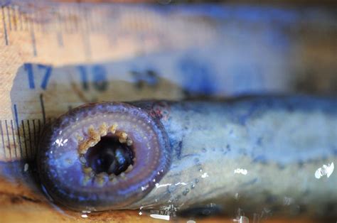 Pacific Lamprey – Pearson Ecological