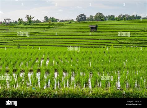 Rice field canggu hi-res stock photography and images - Alamy