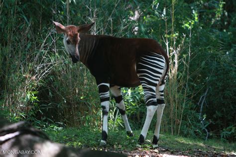 Congo Basin rainforest may be gone by 2100, study finds