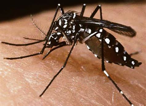 FRANQUEADORA TSERV - RUMO A EUROPA: MOSQUITO DA DENGUE E MICROCEFALIA.