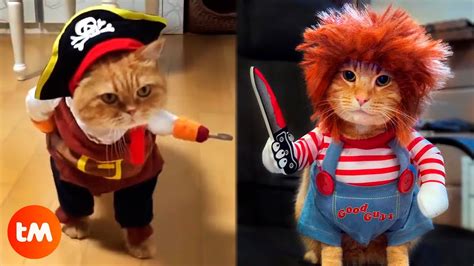 The 15 Best HALLOWEEN COSTUMES For CATS 🎃😺 - YouTube