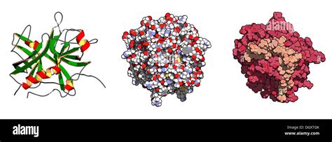 Thrombin blood-clotting enzyme: Human alpha-thrombin molecule is a key ...