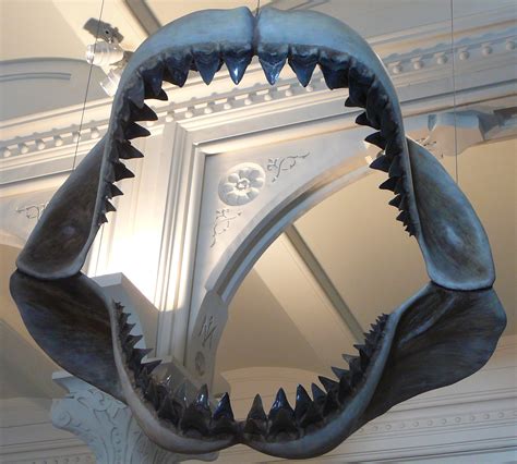 File:Megalodon shark jaws museum of natural history 068.jpg - Wikipedia