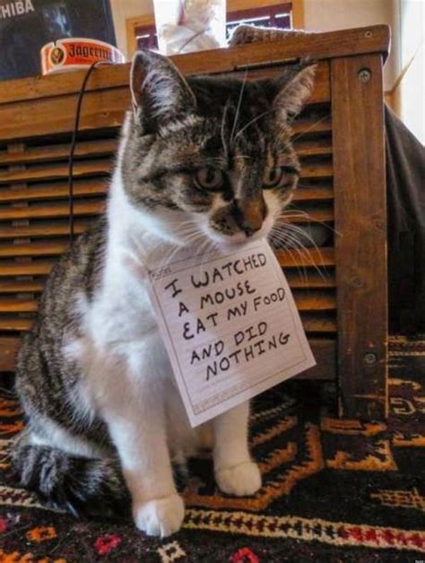 Cat Shaming Is The New Dog Shaming (PHOTO) | HuffPost