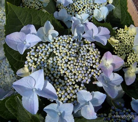 "Blue Lace Hydrangea" by hilarydougill | Redbubble