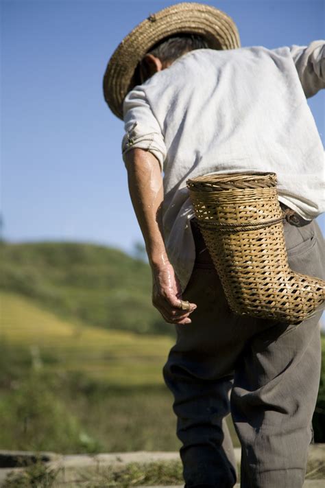 A Chinese Rice farmer | Farmer, Traditional, Chinese