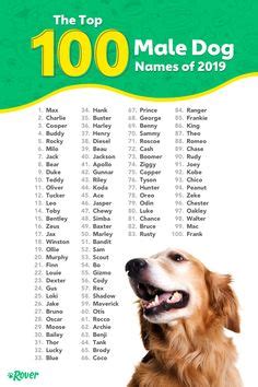 43 Dog Names ideas | dog names, popular dog names, most popular dog names