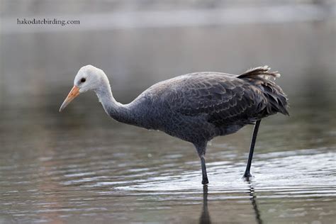 Hakodate Birding: Hooded Crane