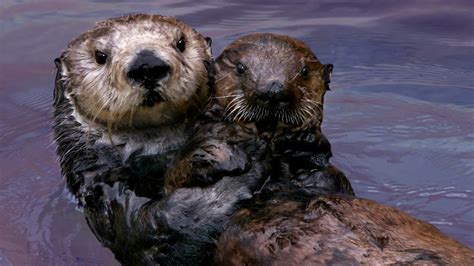 Why Sea Otters Hold Hands & Wrap Pups in Seaweed - YouTube