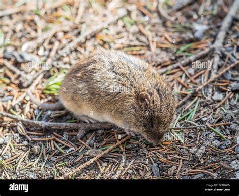 A closeup of a Common vole on the ground with a blurry background ...